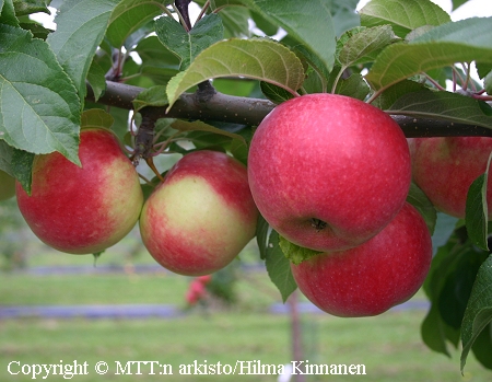 Malus domestica 'Konsta', tarhaomenapuu